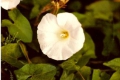scannen0029